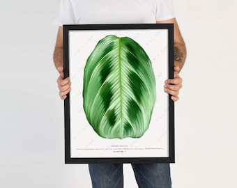 Maranta Cristata Art Print - Art Print, Maranta Bicolor Wall Art, Prayer Plant, Botanical Wall Decor, Foliage Leaf Art, Tropical Houseplants