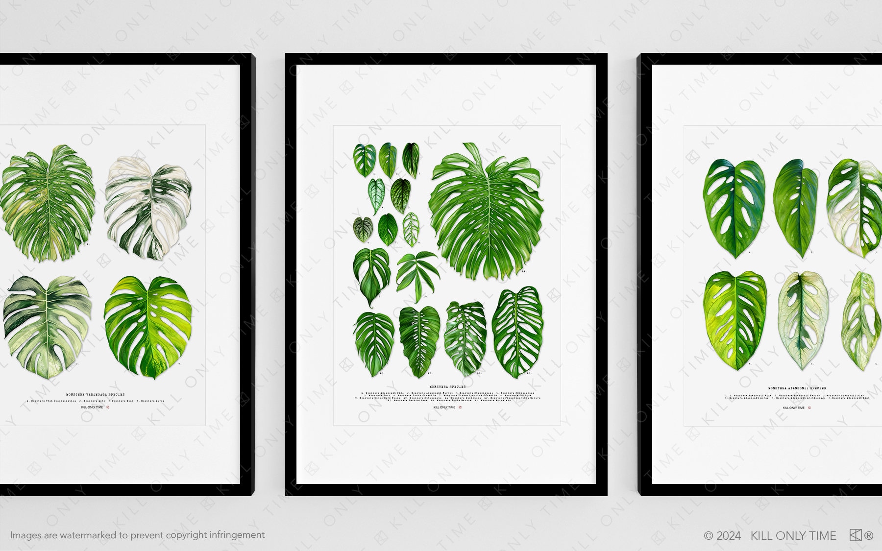 Monstera Species Art Print, Plant Art, Botanical Taxonomy, Monstera  Deliciosa, Tropical Plants, Obliqua, Dubia, Lechleriana, Esqueleto - Etsy
