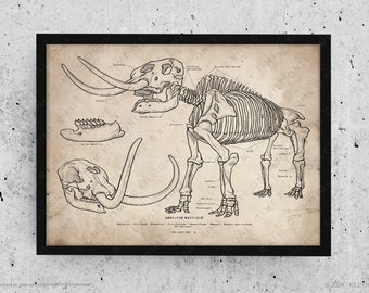 American Mastodon Skeleton Art Print: Hand-Drawn Vintage Ice Age Mammoth Anatomical Fossil Skull Illustration
