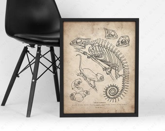 Panther Chameleon Skeleton Art Print, Chameleon Skeleton Drawing, Reptile Anatomy Poster, Chameleon Wall Decor, Rustic Scientific Animal Art