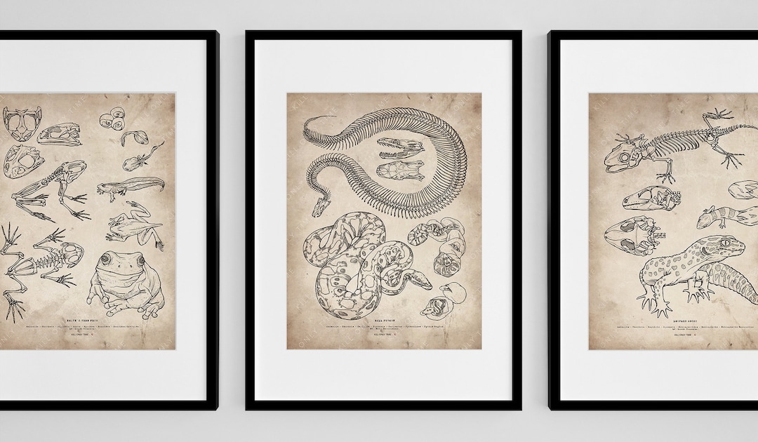 Ball Python Skeleton Wall Art, Snake Skull Drawing, Reptile Anatomical ...