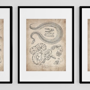 Ball Python Skeleton Wall Art, Snake Skull Drawing, Reptile Anatomical Art Print, Vintage Snake Artwork, Scientific Drawing Snake Wall Decor