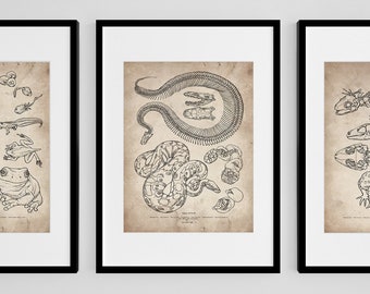 Ball Python Skeleton Wall Art, Snake Skull Drawing, Reptile Anatomical Art Print, Vintage Snake Artwork, Scientific Drawing Snake Wall Decor