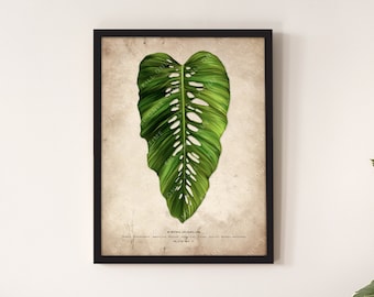 Monstera Lechleriana Art Print, Monstera Print, Tropical Plant Poster, Houseplant Wall Print, Botanical Foliage Illustration, Plant Art