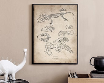 Leopard Gecko Skeleton Wall Art, Gecko Skull Drawing Print, Reptile Anatomical Artwork, Gecko Lizard Old Vintage Scientific Drawing Poster