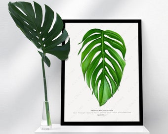 Monstera Pinnatipartita Mature Art Print, Plant Art, Leaf Print, Tropical Plant Decor, Botanical Leaf Illustration, Tropical Plants, Foliage