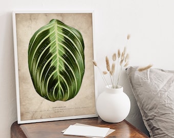 Maranta Lemon Lime Wall Art - Plant Art, Prayer Plant, Botanical Illustration, Maranta Foliage Leaf, Houseplant Decor, Botanical Garden