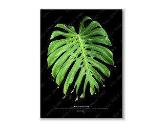 May include: A large, green monstera leaf with a black background. The leaf has a distinctive heart shape and many holes.