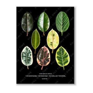 May include: A botanical illustration featuring nine different leaves of the Ficus Elastica plant. The leaves are depicted in various shades of green, yellow, and pink, with some featuring white variegation. The leaves are arranged in a symmetrical pattern against a black background.