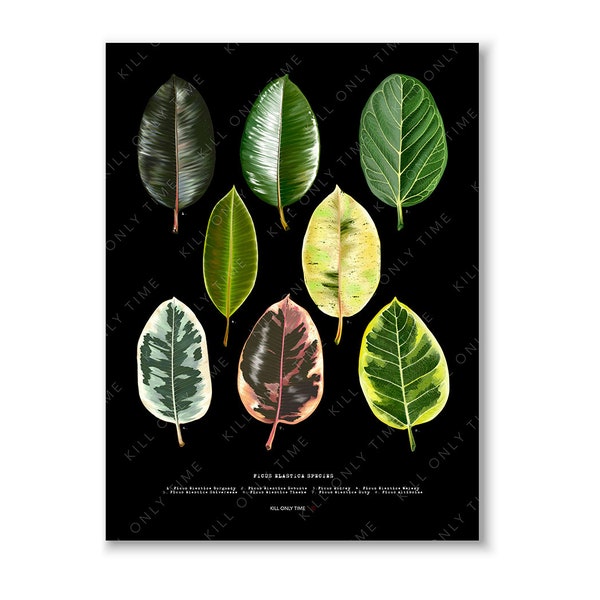 Ficus Elastica Species Wall Art - Rubber Tree, Variegated Ficus Elastica, Plant Taxonomy Art, Botanical Illustration, Plant Collector Gift