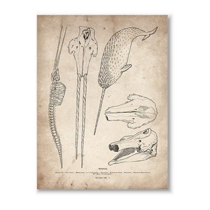 Narwhal Skeleton Wall Art, Narwhal Skull Drawing, Narwal Whale Anatomical Art Print, Vintage Marine Animal Poster, Scientific Illustration