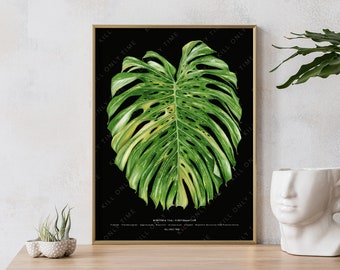 Monstera Thai Constellation Art Print: Hand-Drawn Vintage-Style Tropical Leaf Botanical Illustration, Variegated Plant Poster