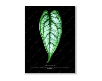 Monstera Siltepecana Art Print - Monstera Wall Art, Botanical Illustration, Plant Taxonomy Art, Plant Collector Gift, Plant Parent Art