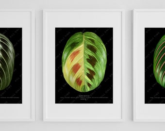 Maranta Beauty Kim Wall Art - Plant Art, Variegated Plant Art Print, Prayer Plant, Botanical Houseplant Illustration, Tropical Garden Plant