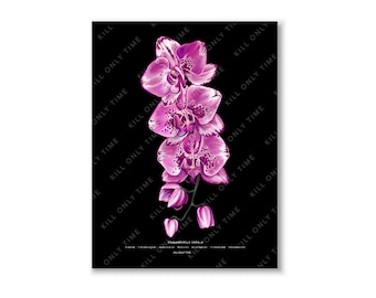 Phalaenopsis Orchid Wall Art, Orchid Flower Art Print, Botanical Floral Illustration, Phalaenopsis Orchid Poster, Orchid Drawing Wall Decor