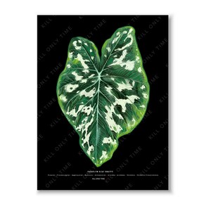 Caladium Hilo Beauty Wall Art - Caladium Lovers, Botanical Illustration, Plant Art Print, Foliage Plants, Plant Parent Gift, Plant Lover