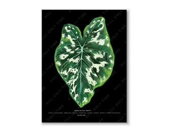 Caladium Hilo Beauty Wall Art - Caladium Lovers, Botanical Illustration, Plant Art Print, Foliage Plants, Plant Parent Gift, Plant Lover