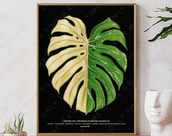 May include: A framed illustration of a Monstera Deliciosa leaf with a variegated pattern. The leaf is half green and half white, with a black background. The text "Monstera Thai Constellation or Artificial Variegation" is printed below the leaf.