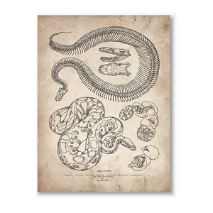 Ball Python Skeleton Wall Art, Snake Skull Drawing, Reptile Anatomical ...