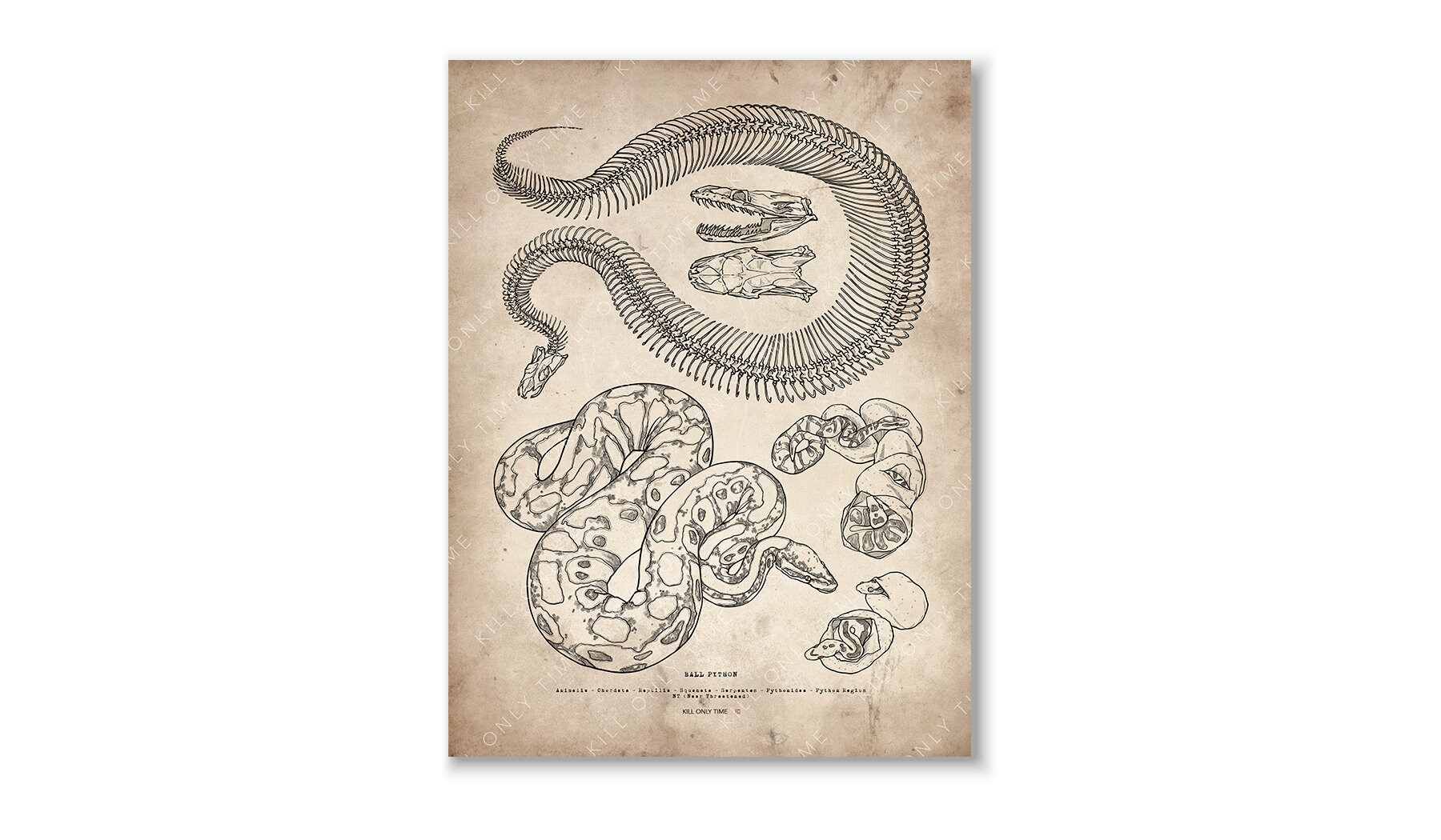 Ball Python Skeleton Wall Art, Snake Skull Drawing, Reptile Anatomical ...
