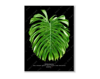 May include: A large, green Monstera Deliciosa leaf with a black background. The leaf has a distinctive heart shape and many holes.