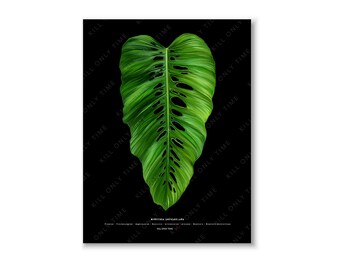 Monstera Lechleriana Art Print, Monstera Leaf Print, Tropical Plant Poster, Houseplant Wall Print, Botanical Monstera Foliage Illustration