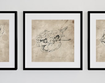 Ankylosaurus Skull Art Print, Dinosaur Skull Drawing, Anatomical Sketch, Dinosaur Fossil Poster, Scientific Illustration, Paleontology Decor