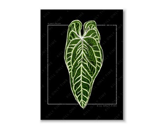 PlantLifeLex x KILL ONLY TIME Anthurium Warocqueanum Art Print, Anthurium Queen Drawing, Anthurium Foliage Wall Art, Tropical Plant Poster