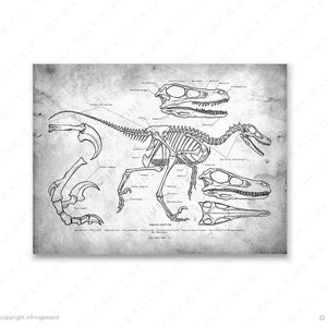 Anatomically Correct Raptor Velociraptor Skeleton Art Print: Hand-drawn Vintage Dinosaur Anatomical ...