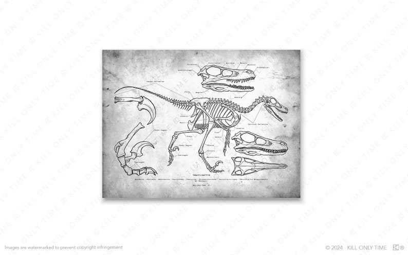 Anatomically Correct Raptor Velociraptor Skeleton Art Print: Hand-drawn Vintage Dinosaur Anatomical ...