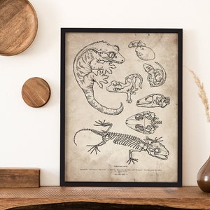 Crested Gecko Skeleton Wall Art, Gecko Skull Drawing, Reptile Species Anatomical Art, Reptile Artwork, Vintage Illustration, Science Poster