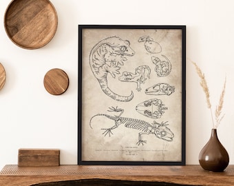 May include: A black and white line drawing of a gecko, its skeleton, and various stages of development. The drawing is on a vintage-style paper background and framed in a black frame.