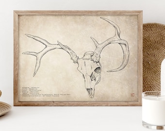 Deer Skull II Wall Art - vintage antique drawing art print, deer antlers drawing, white tailed deer sketch 16" x 12"