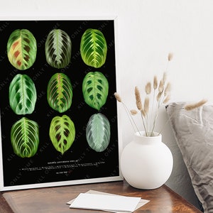 Maranta Leuconeura Species Wall Art, Maranta Plant Print, Prayer Plant Drawing, Botanical Plant Poster, Foliage Leaf Art, Houseplant Decor