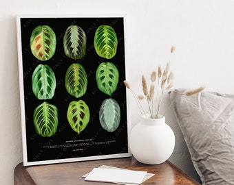 Maranta Leuconeura Species Wall Art, Maranta Plant Print, Prayer Plant Drawing, Botanical Plant Poster, Foliage Leaf Art, Houseplant Decor