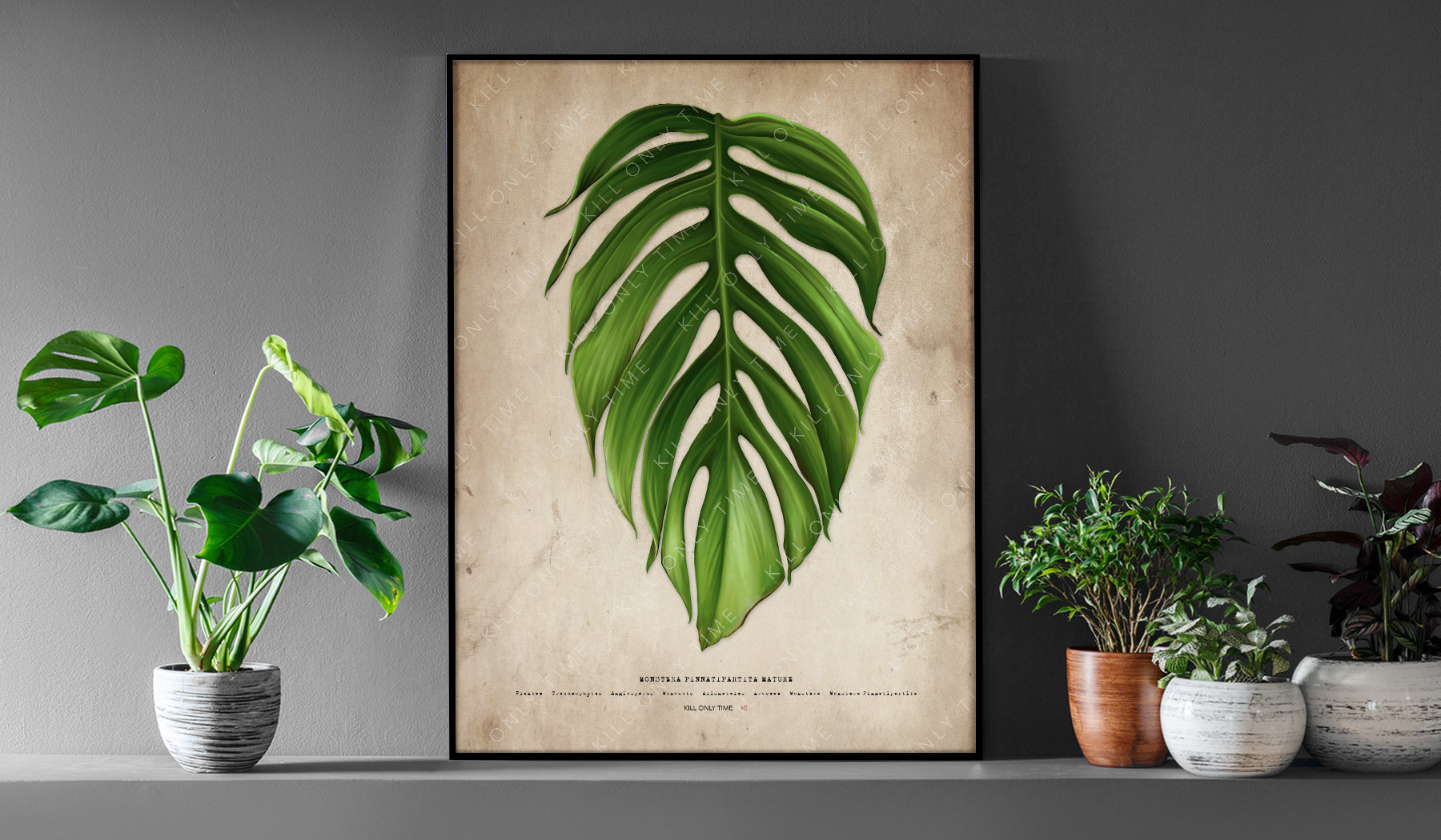 philodendron birkin ableger Philodendron Birkin main image 0