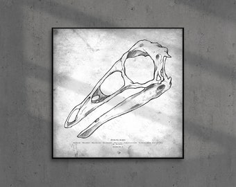 May include: A black and white illustration of a dinosaur skull. The skull is drawn in a detailed and realistic style, with visible bones and teeth. The image is set against a textured background.