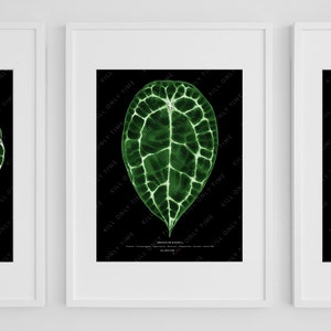 Anthurium Forgetii Wall Art, Anthurium Leaf Print, Plant Art, Houseplant Poster, Botanical Illustration, Anthurium Plant Foliage Wall Decor