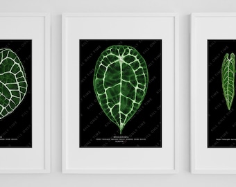 Anthurium Forgetii Wall Art, Anthurium Leaf Print, Plant Art, Houseplant Poster, Botanical Illustration, Anthurium Plant Foliage Wall Decor