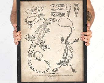 May include: A black and white line drawing of a lizard with its skeleton underneath. The lizard is shown in a side profile with its mouth open. The skeleton is also shown in a side profile. The drawing is labeled "Crocodilus Bimitor" and "KILL ONLY TIME C".