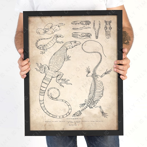 Crocodile Monitor Skeleton Art Print, Reptile Skull Drawing, Anatomical Skeleton Art, Vintage Scientific Drawing, Varanus Salvadorii Lizard