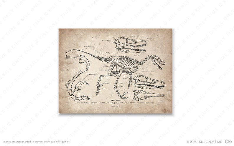 Anatomically Correct Raptor Velociraptor Skeleton Art Print: Hand-drawn Vintage Dinosaur Anatomical ...