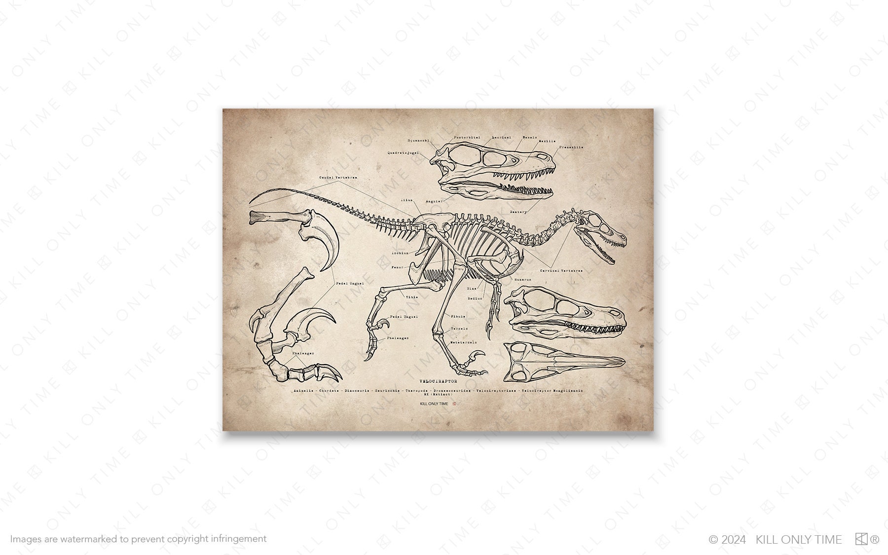 Anatomically Correct Raptor Velociraptor Skeleton Art Print: Hand-drawn Vintage Dinosaur Anatomical ...