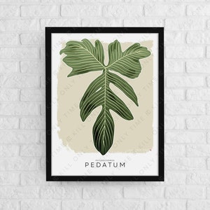 Vintage Philodendron Pedatum Art Print, Tropical Plants, Plant Poster, Plant ID Taxonomy, Botanical Illustration, Plant Collector, Plant Art