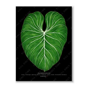 Philodendron Gloriosum Wall Art, Philodendron Foliage Art Print, Botanical Leaf Illustration, Tropical Plant Poster, Gloriosum Leaf Drawing