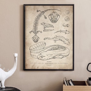 Hellbender Skeleton Wall Art, Giant Salamander Skeleton Drawing, Amphibian Vintage Poster, Hellbender Anatomical Art, Salamander Skull Print