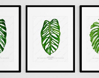Monstera Esqueleto Art Print, Monstera Leaf Wall Art, Plant Art, Tropical Plant, Houseplant Foliage Wall Decor, Botanical Plant Illustration