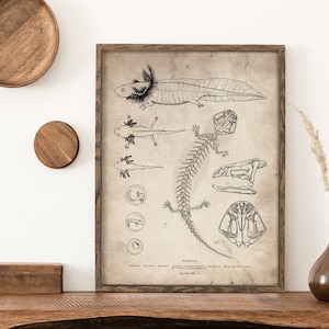 Axolotl Skeleton Art Print, Axolotl Skull Drawing, Anatomical Wall Art, Vintage Scientific Drawing, Amphibian Salamander Illustration Poster