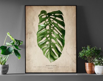 Monstera Dubia Mature Art Print: Hand-Drawn Botanical Plant Foliage Illustration, Timeless Tropical Houseplant Decor