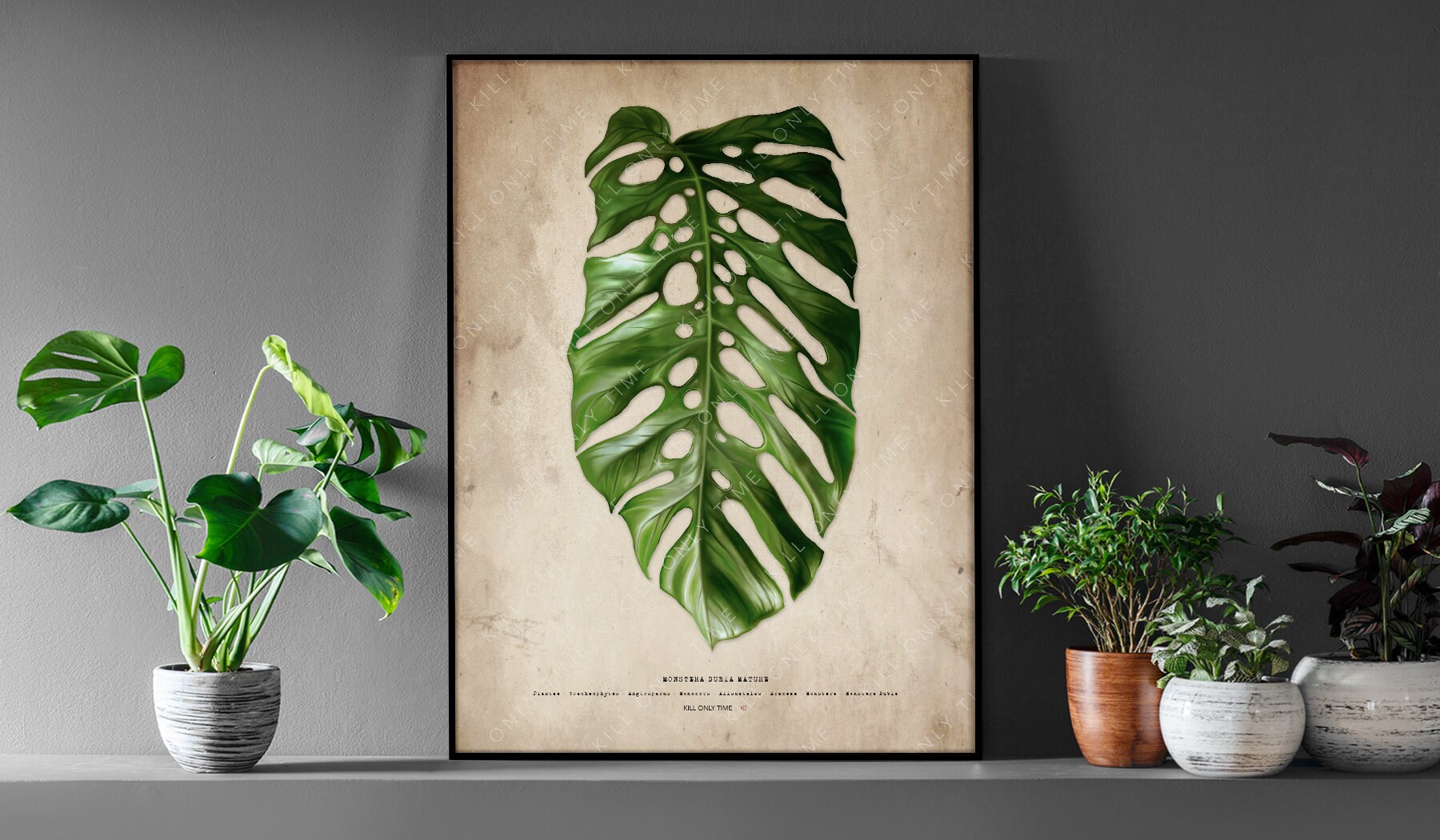 Monstera Dubia Mature Art Print: Hand-drawn Botanical Plant Foliage  Illustration, Timeless Tropical Houseplant Decor - Etsy